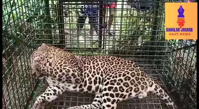 Jalpaiguri: মেটেলি ব্লকের দুই চা বাগান থেকে খাঁচাবন্দি অবস্থায় উদ্ধার দুই চিতাবাঘ